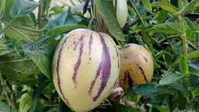 Photo of Cultivo de pêra melão (Solanum muricatum)