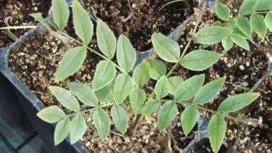 Photo of Cultivo do freixo do sul (Fraxinus angustifolia)