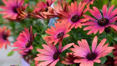 Photo of Cultivo do gênero de plantas Osteospermum