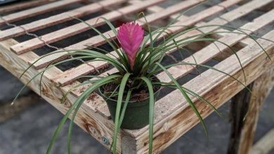 Photo of Cultivo e características de Tillandsia cyanea