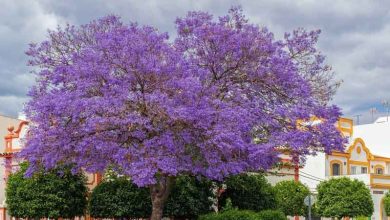 Photo of Cultivo e cuidado da Jacaranda mimosifolia