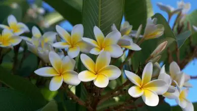 Photo of Cultivo e cuidado do frangipani