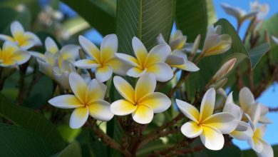 Photo of Cultivo e cuidado do frangipani