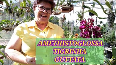 Photo of Cultivo e curiosidades da tigrinha