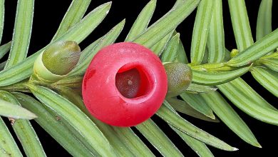 Photo of Cultivo e usos do teixo (Taxus baccata)