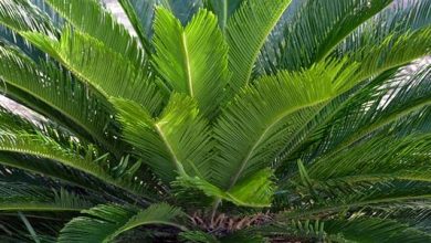 Photo of Cycas revoluta: guía de cultivo y cuidados