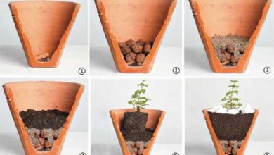 Photo of Dicas para cultivar plantas em vasos