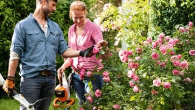 Photo of Dicas para manter seu jardim em perfeitas condições