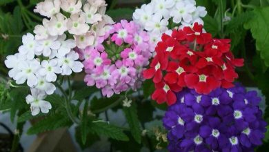 Photo of Dicas para o cultivo de verbena de limão