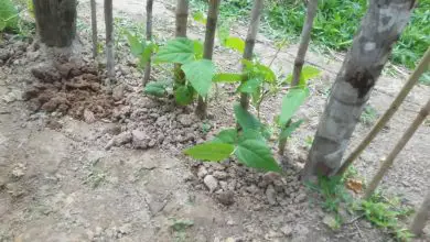 Photo of Dicas práticas para semear ou plantar favas