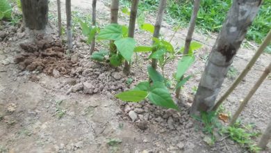 Photo of Dicas práticas para semear ou plantar favas