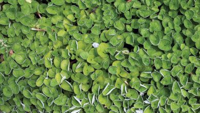 Photo of Dichondra, um substituto perfeito para a grama