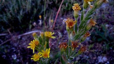 Photo of Dittrichia viscosa: uma erva com propriedades medicinais