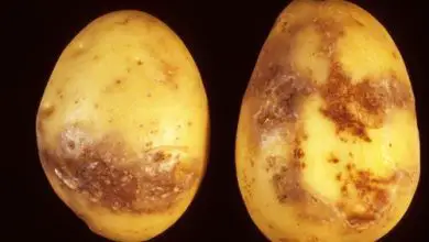 Photo of doenças da batata