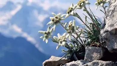 Photo of Edelweiss ou flor da neve: a flor nacional da Áustria