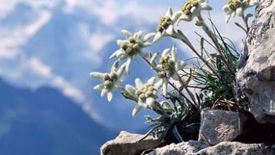 Photo of Edelweiss ou flor da neve: a flor nacional da Áustria