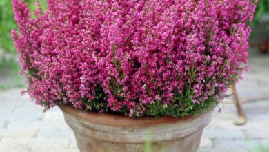 Photo of Erica gracilis (urze rosa): cuidados e manutenção