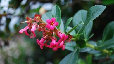 Photo of Escalonia: cultivo e principais cuidados