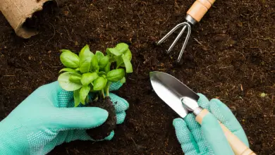 Photo of Ferramentas profissionais mais usadas na jardinagem