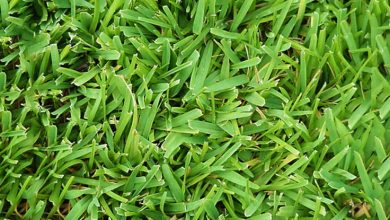 Photo of Festuca arundinacea: un césped de alta resistencia