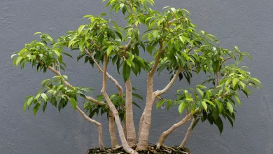 Photo of Ficus benjamina: guia de cuidados e manutenção