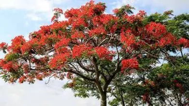 Photo of Flamboyán: el árbol más colorido del mundo