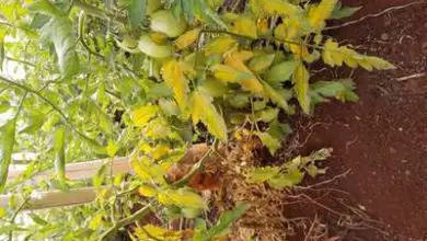 Photo of Folhas de tomate amarelo: origem e solução