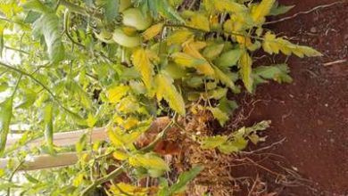 Photo of Folhas de tomate amarelo: origem e solução