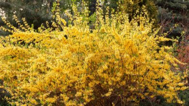 Photo of Forsythia: um arbusto amarelo espetacular