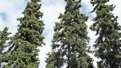 Photo of Gênero Picea: as coníferas de vida mais longa para o seu jardim