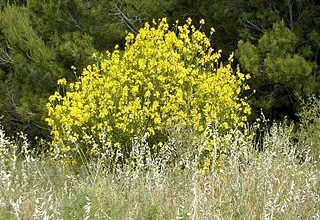 Photo of Ginesta (Spartium junceum): um nativo da Península Ibérica