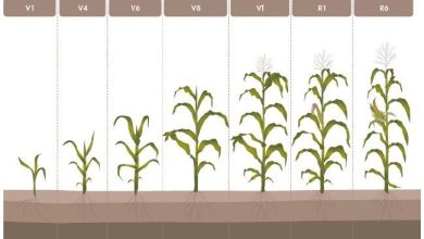 Photo of Guía completa del abonado del maíz
