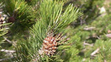 Photo of Guia de cuidados e botânica de pinho preto (Pinus uncinata)