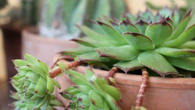 Photo of Guia de cuidados sempervivum tectorum