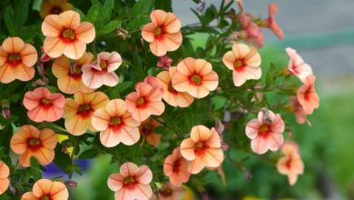 Photo of Guia de Cultivo Calibrachoa (Florescimento Espetacular)