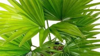 Photo of Guia de cultivo de palmeiras Livistona rotundifolia