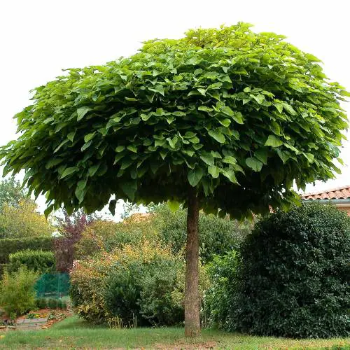 Guia de Necessidades da Árvore Catalpa - Noticias De Jardim