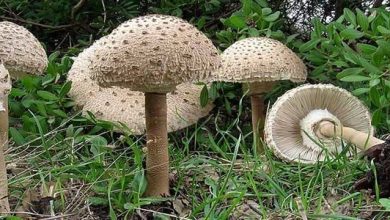 Photo of Guia micológico Macrolepiota procera (galamperna)