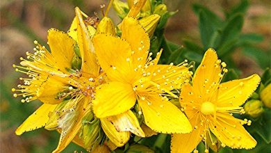 Photo of Guia para o cultivo de erva de São João (Hypericum perforatum)