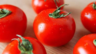 Photo of Guia para prevenir e controlar o mofo do tomate