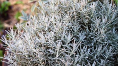 Photo of Helichrysum italicum: arquivo e características da planta