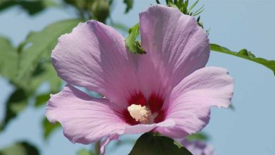 Photo of Hibiscus syriacus (rosa síria): guia de cultivo