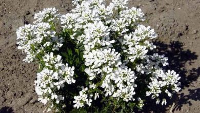 Photo of Iberis sempervirens: uma flor fantástica para o jardim mediterrâneo