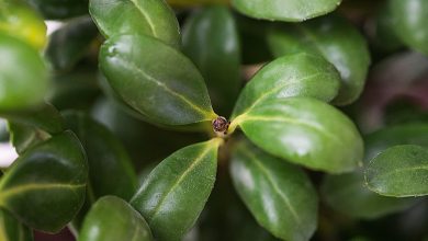 Photo of Ilex Crenata: Como crescer azevinho japonês