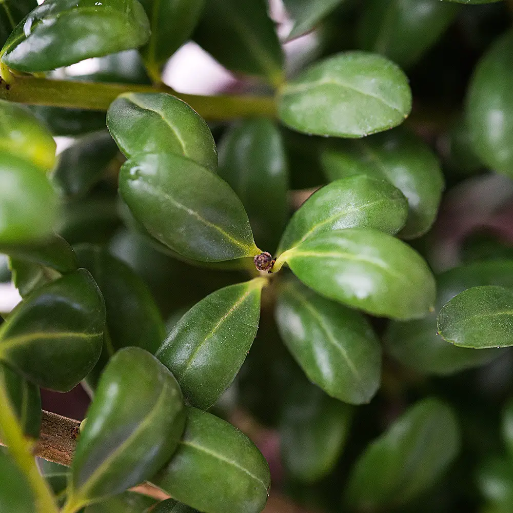 Ilex Crenata Como crescer azevinho japonês Noticias De Jardim