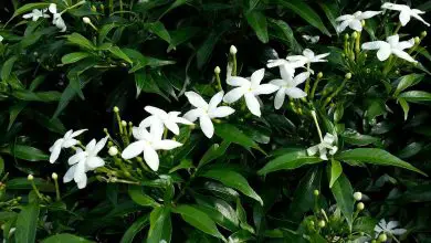 Photo of Jasminum polyanthum: como cultivar jasmim branco [Guia e cuidados]