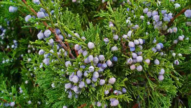 Photo of Juniperus sabina: um arbusto de grande resistência