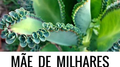 Photo of Kalanchoe daigremontiana: dicas, cuidados e propriedades