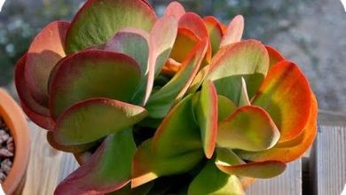 Photo of Kalanchoe thyrsiflora: como crescer em vasos