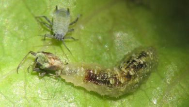 Photo of Lacewing: como combater pulgões com controle biológico